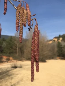 La biodiversité du Colorado provençal est à observer à tout instant
