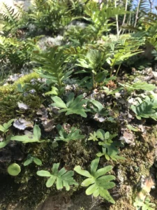 La biodiversité du Colorado provençal est à observer à tout instant