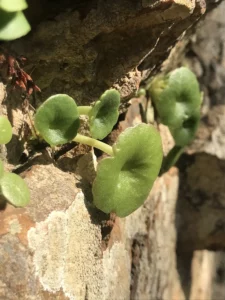 La biodiversité du Colorado provençal est à observer à tout instant
