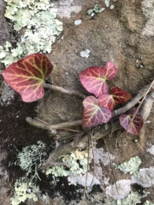 Au Colorado les couleurs sont aussi dans les végétaux