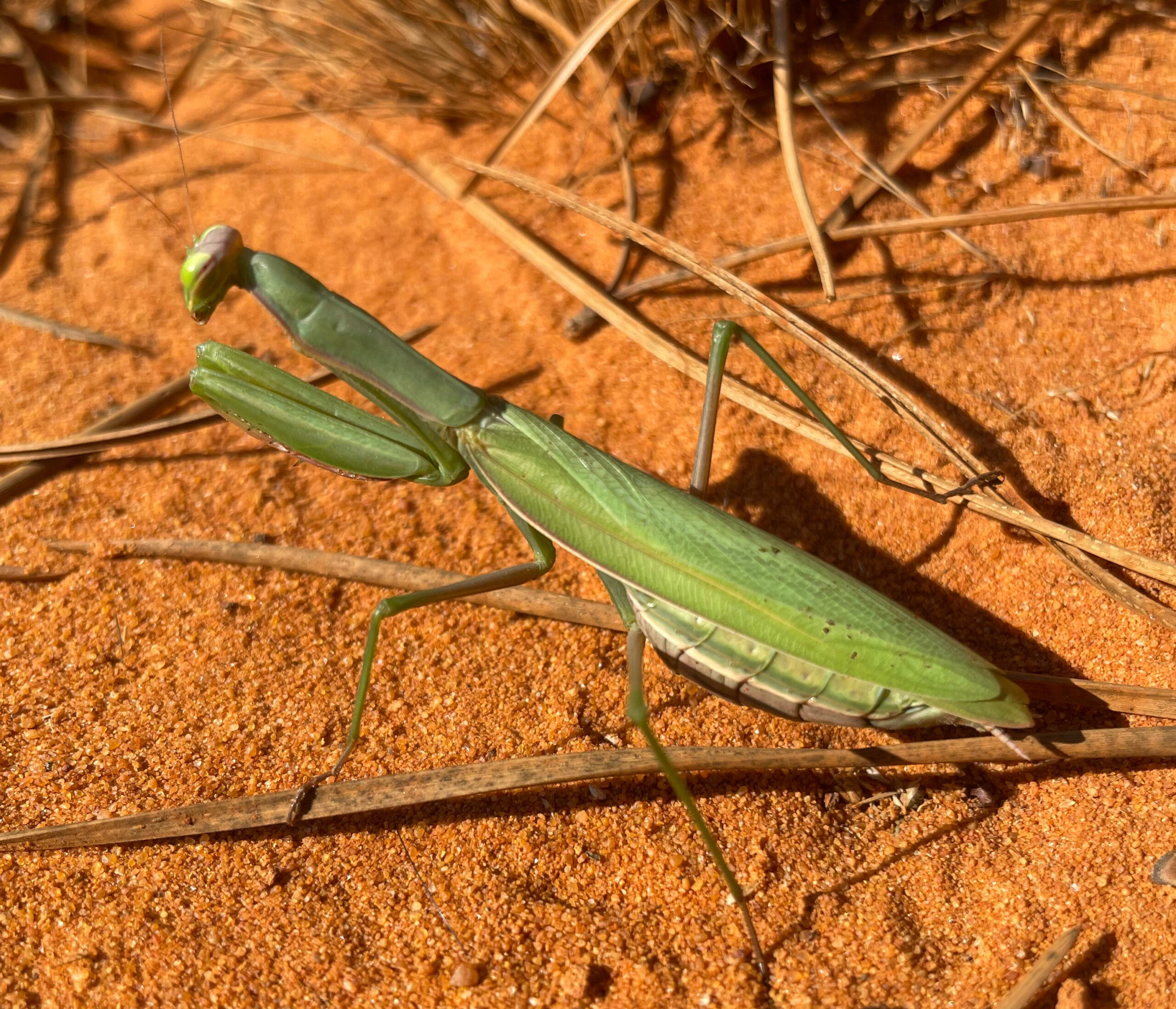 MANTE RELIGIEUSE RECADRE 1000